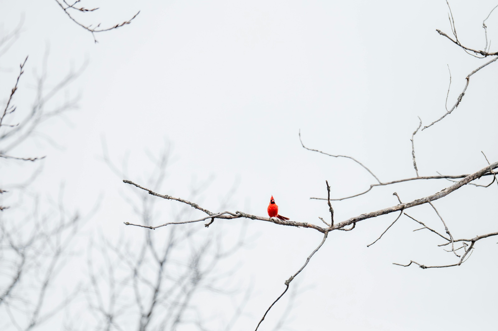 A red cardinal perched on a bare branch against a winter sky
